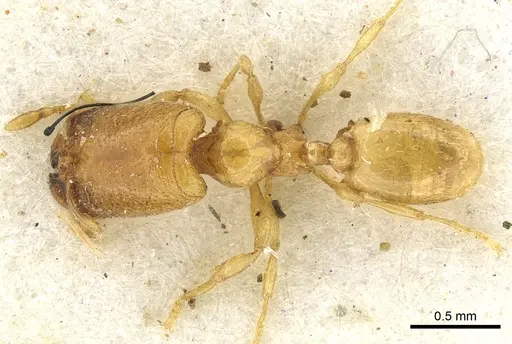 Carebara perpusilla specimen CASENT0902378 image casent0902378_1