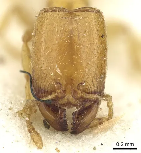 Carebara perpusilla specimen CASENT0902378 image casent0902378_2