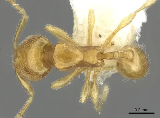 Carebara perpusilla specimen CASENT0902379 image casent0902379_1