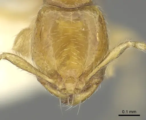 Carebara perpusilla specimen CASENT0902379 image casent0902379_2