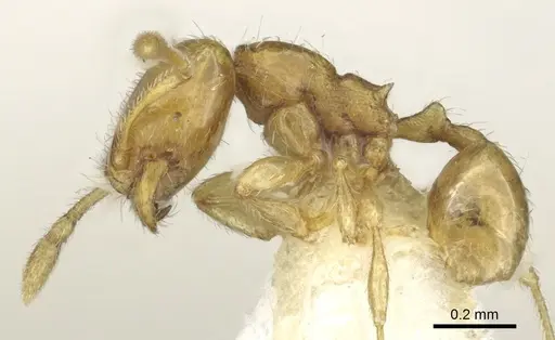 Carebara perpusilla specimen CASENT0902379 image casent0902379_3