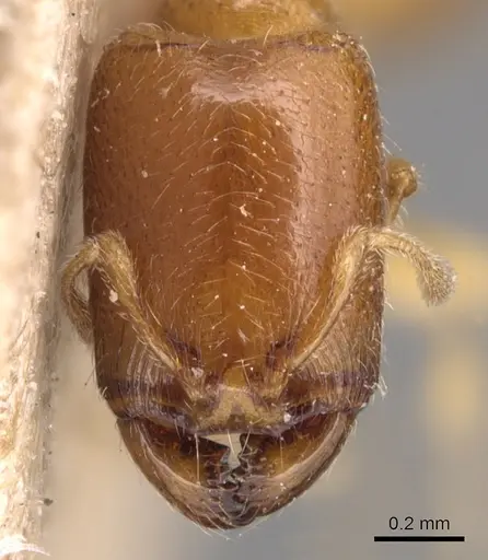 Carebara perpusilla specimen CASENT0904661 image casent0904661_2