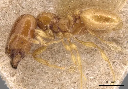 Carebara perpusilla specimen CASENT0904661 image casent0904661_3
