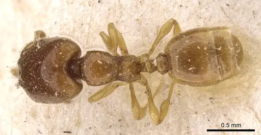 Carebara perpusilla specimen CASENT0908885 image casent0908885_1