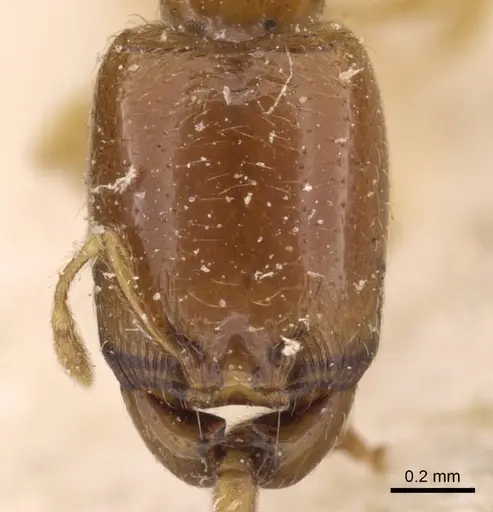 Carebara perpusilla specimen CASENT0908885 image casent0908885_2