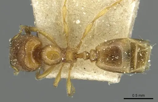 Carebara perpusilla specimen CASENT0913515 image casent0913515_1