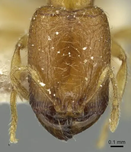 Carebara perpusilla specimen CASENT0913515 image casent0913515_2