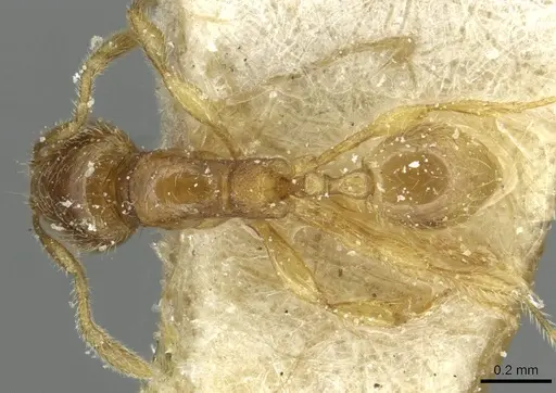 Carebara perpusilla specimen CASENT0913516 image casent0913516_1