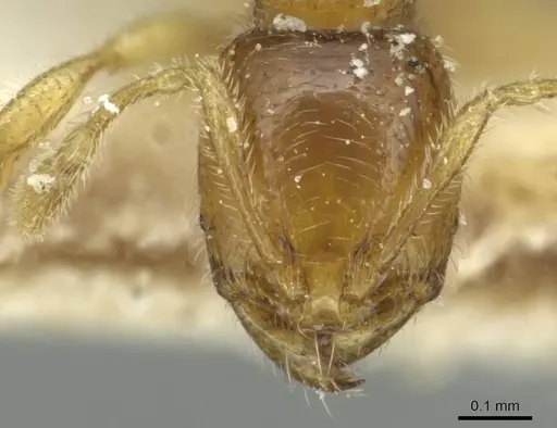 Carebara perpusilla specimen CASENT0913516 image casent0913516_2