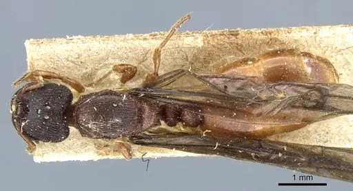 Carebara peruviana specimen CASENT0904673 image casent0904673_1