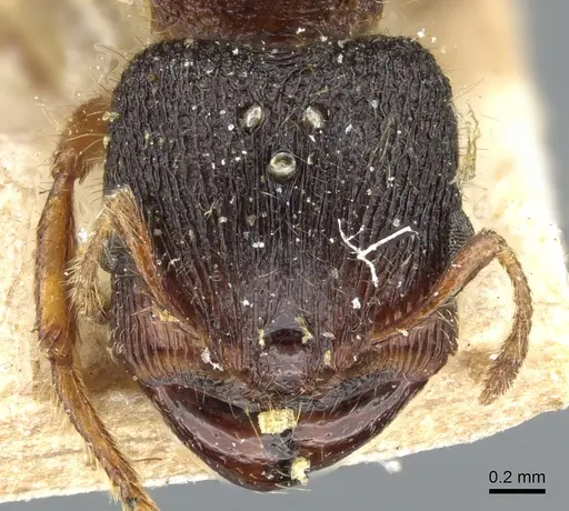 Carebara peruviana specimen CASENT0904673 image casent0904673_2