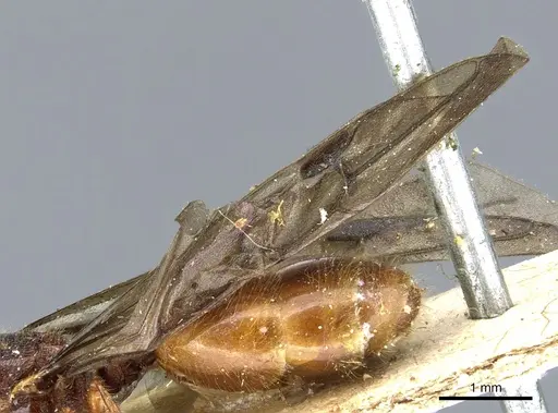 Carebara peruviana specimen CASENT0904673 image casent0904673_4