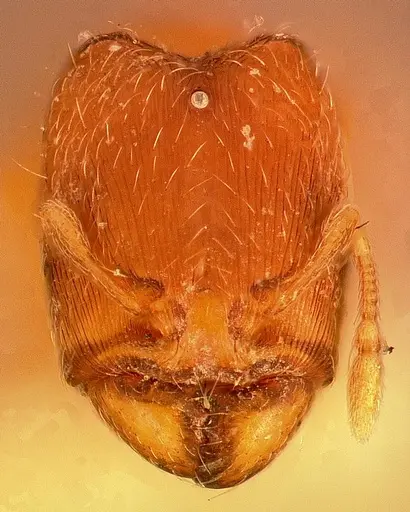Carebara petulca specimen CASENT0003148 image casent0003148_2