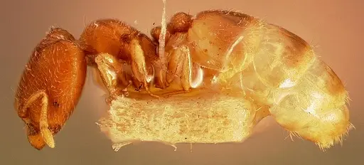 Carebara petulca specimen CASENT0003148 image casent0003148_3
