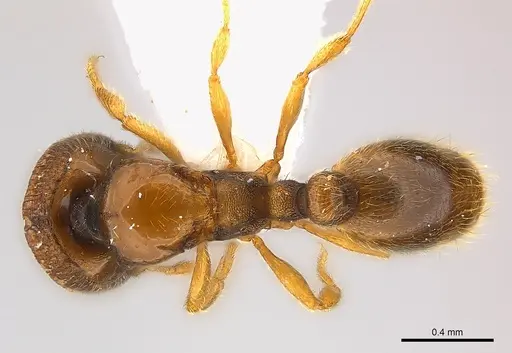 Carebara phragmotica specimen CASENT0217087 image casent0217087_1