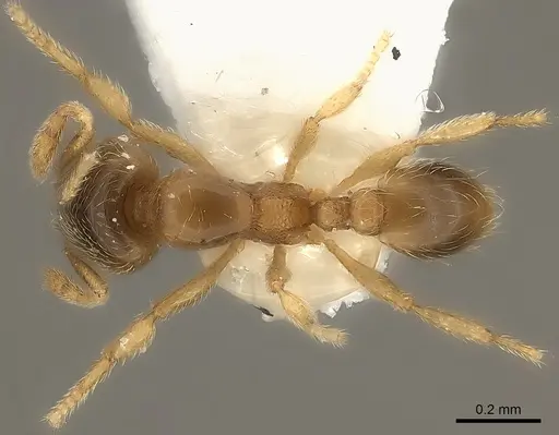 Carebara phragmotica specimen CASENT0217819 image casent0217819_1
