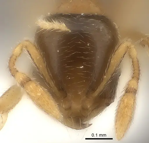 Carebara phragmotica specimen CASENT0217819 image casent0217819_2