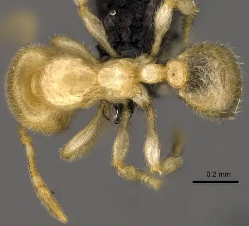 Carebara placida specimen CASENT0070817 image casent0070817_1