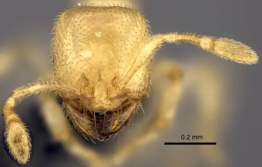 Carebara placida specimen CASENT0070817 image casent0070817_2
