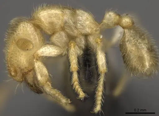 Carebara placida specimen CASENT0070817 image casent0070817_3
