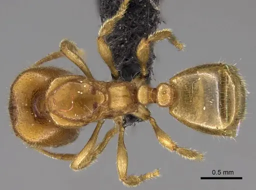 Carebara placida specimen CASENT0070818 image casent0070818_1
