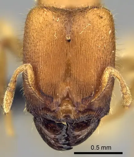 Carebara placida specimen CASENT0070818 image casent0070818_2