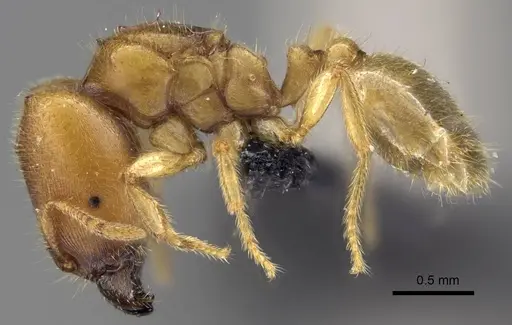 Carebara placida specimen CASENT0070818 image casent0070818_3