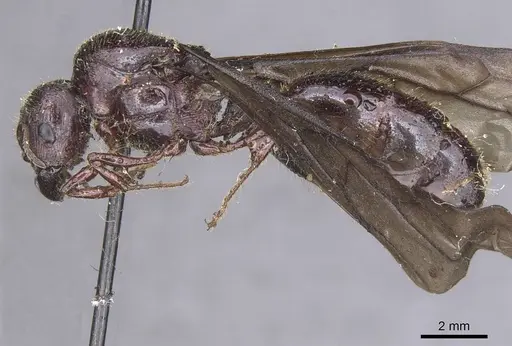Carebara pullata specimen CASENT0913539 image casent0913539_3