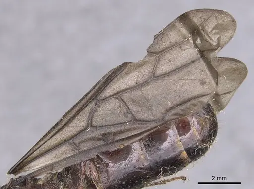 Carebara pullata specimen CASENT0913539 image casent0913539_4
