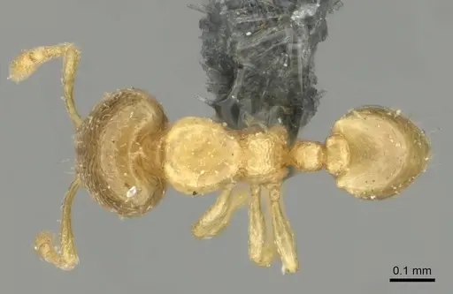 Carebara pumilia specimen CASENT0252464 image casent0252464_1
