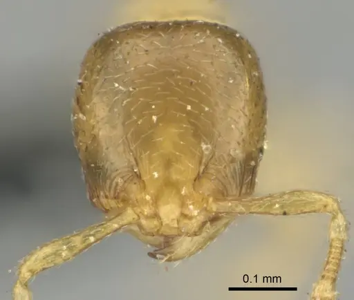Carebara pumilia specimen CASENT0252464 image casent0252464_2
