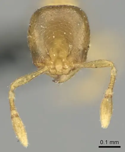 Carebara pumilia specimen CASENT0252464 image casent0252464_3