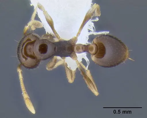 Carebara pygmaea specimen CASENT0106280 image casent0106280_1