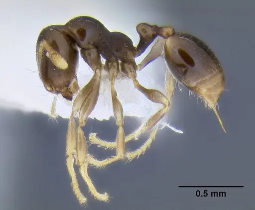 Carebara pygmaea specimen CASENT0106280 image casent0106280_3