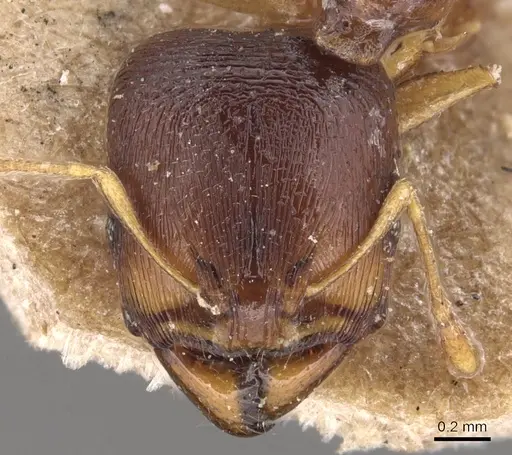 Carebara pygmaea specimen CASENT0904653 image casent0904653_2