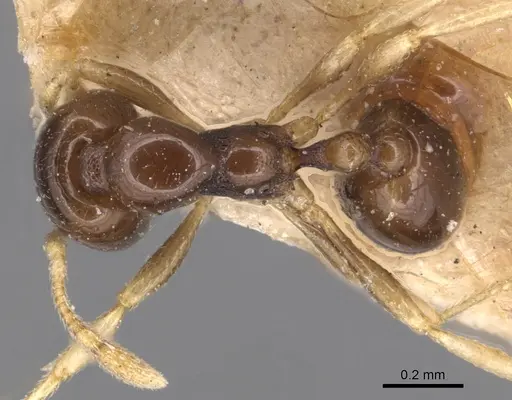 Carebara pygmaea specimen CASENT0904655 image casent0904655_1