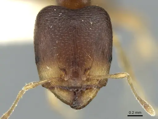 Carebara pygmaea specimen CASENT0906203 image casent0906203_2