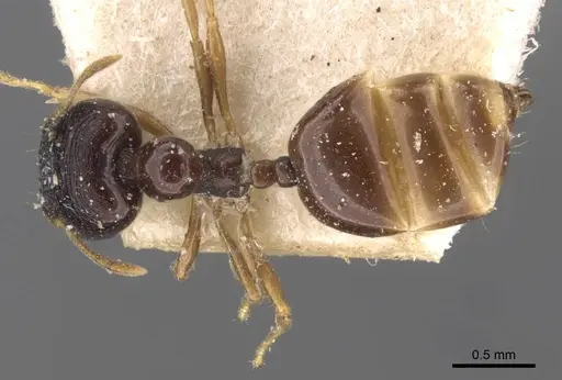 Carebara pygmaea specimen CASENT0908886 image casent0908886_1