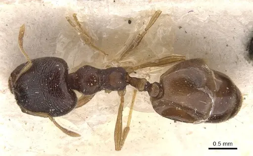 Carebara pygmaea specimen CASENT0908951 image casent0908951_1