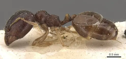 Carebara pygmaea specimen CASENT0908951 image casent0908951_3