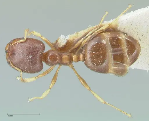Carebara pygmaea specimen FOCOL1913 image focol1913_1