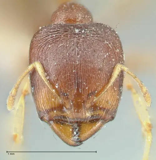 Carebara pygmaea specimen FOCOL1913 image focol1913_2