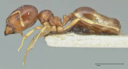 Carebara pygmaea specimen FOCOL1913 image focol1913_3