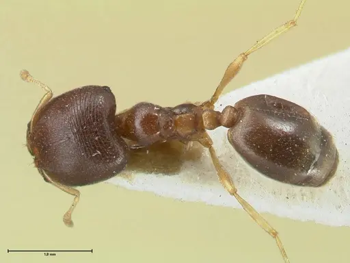 Carebara pygmaea specimen FOCOL1914 image focol1914_1
