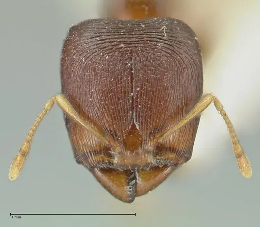 Carebara pygmaea specimen FOCOL1914 image focol1914_2