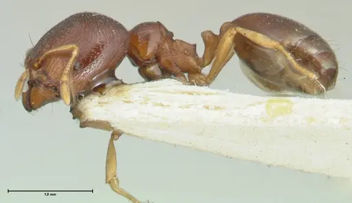 Carebara pygmaea specimen FOCOL1914 image focol1914_3