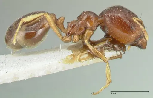 Carebara pygmaea specimen FOCOL1914 image focol1914_4