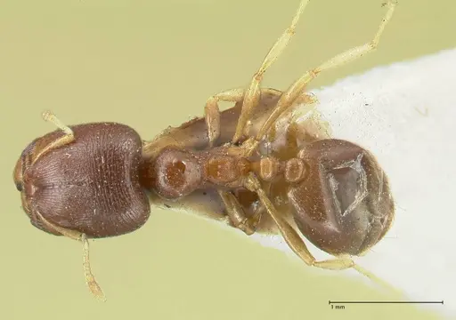 Carebara pygmaea specimen FOCOL1915 image focol1915_1