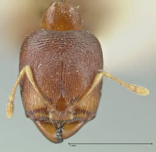 Carebara pygmaea specimen FOCOL1915 image focol1915_2