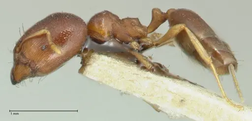 Carebara pygmaea specimen FOCOL1915 image focol1915_3